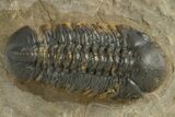 Reedops Trilobite - Atchana, Morocco #310639-1